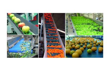 Bandas transportadoras en Industria Agroalimentaria, Frutas y Verduras