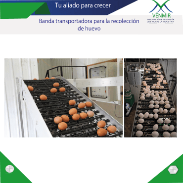bandas transportadoras con huevos en diseño venmir