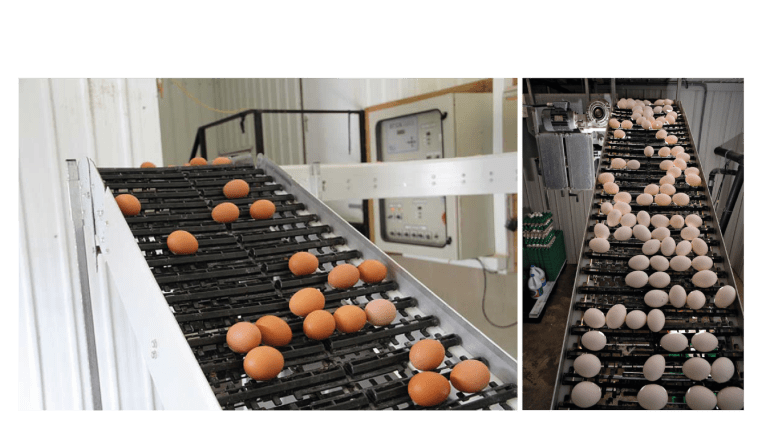 bandas transportadoras con huevos en diseño venmir
